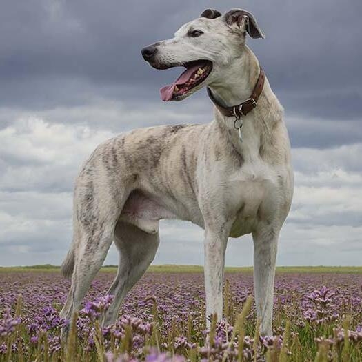 Lurcher Dog Breed Information Purina UK Lurcher Dog Breed Information Purina UK